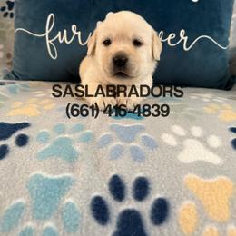 Girl 2 - Yellow female Labrador Retriever puppy in Palmdale, California from Sweet As Sugar Labradors