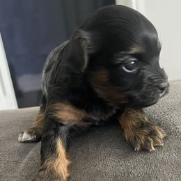 Girl 2 - Yorkshire Terrier puppy in Fort Worth, Texas from Mina’s Minnies