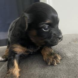 Girl 2 - Yorkshire Terrier puppy in Fort Worth, Texas from Mina’s Minnies