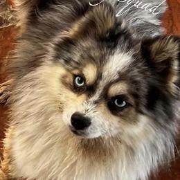 Blue - Pomsky