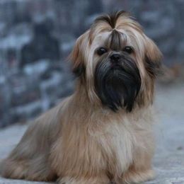 Zita - Shih Tzu