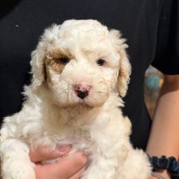 Blue collar - Cream female Goldendoodle puppy in Mc Cook, Nebraska from Powers Doodles