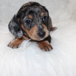 Minnie - Dapple female Dachshund puppy in Lily, Kentucky from Little Acres Miniature Dachshunds