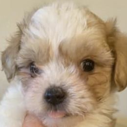 Shih Tzus from Serenity Haven Ranch