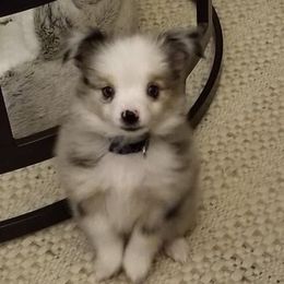 Toy Australian Shepherd Puppies from The Ranch of the Sun Toy Aussies