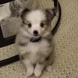 Toy Australian Shepherd Puppies from The Ranch of the Sun Toy Aussies