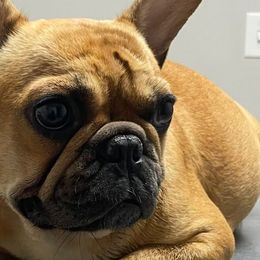 Gris - French Bulldog