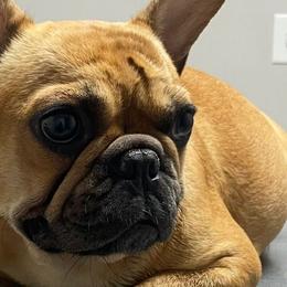 Gris - French Bulldog