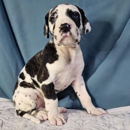 Wisteria - Harlequin Great Dane puppy in Jerusalem, Arkansas from Mara Danes