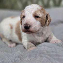 Roux - Parti male Poodle puppy in Conroe, Texas from Pear house farm