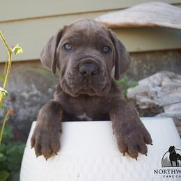 Girl 3 - Gray female Cane Corso puppy in Emmett, Idaho from NorthWood’s Cane Corso