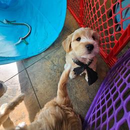 Fade - Cream male Goldendoodle puppy in Flat Rock, North Carolina from Sukisdoodles