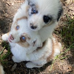 Miniature Australian Shepherd Puppies from Circle D Miniature Australian Shepherds