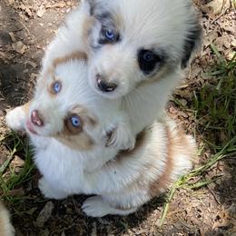 Miniature Australian Shepherd Puppies from Circle D Miniature Australian Shepherds
