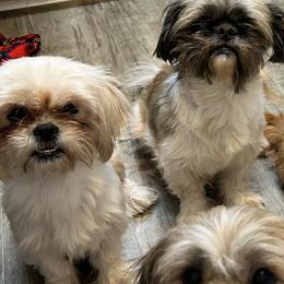 Shih Tzus from Steps Preppy Pups