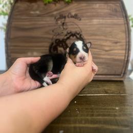Dill Pickles - Black white and tan male Collie puppy in Chilhowie, Virginia from Jolly Collies