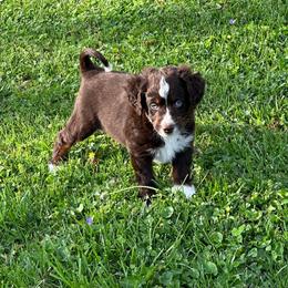 Scout Blues - Red tri-color male Aussiedoodle puppy in Charlestown, Indiana from Forever Aussies and A Doodle