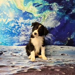 Titan - Black and white male Border Collie puppy in Avilla, Indiana from Borderline Kennels