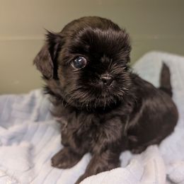 Keeva - Black female Shih Tzu puppy in Claxton, Georgia from Small Pawz Kennel