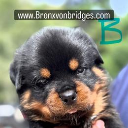 Boy 2 - Black and tan male Rottweiler puppy in Danieslville, Georgia from Bronx Von Bridges Rottweilers