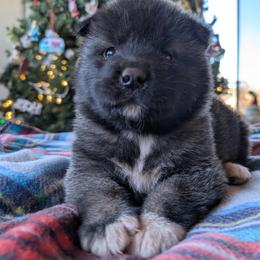 AKC Female 'Nori' - Brown, black overlay female Akita puppy in Tombstone, Arizona from WeVolution Off-Grid