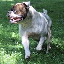 American Bulldogs from Lunar Eclipse Kennels