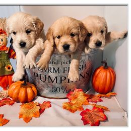 Golden Retriever Puppies from Suzy’s Golden Girls
