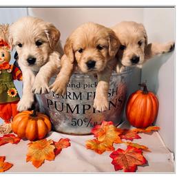 Golden Retriever Puppies from Suzy’s Golden Girls