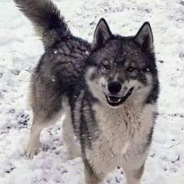 Alucard - Siberian Husky