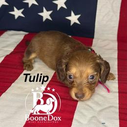 Tulip - Chocolate and cream female Dachshund puppy in Lexington, Oklahoma from BooneDox Miniature Dachshunds
