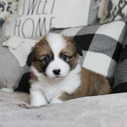 Wilma (fluffy, TC, BC) - Red female Pembroke Welsh Corgi puppy in Goliad, Texas from Rogers’ Fluffy Butt Corgis