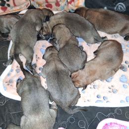 Boy - Fawn male Mastiff puppy in Uhrichsville, Ohio from Angela's Mastiffs