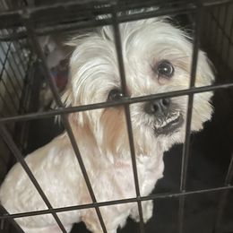 Nia - Shichon
