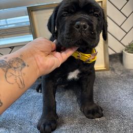 Cane Corso Puppies from Bellissima Cala Cane Corso