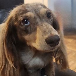 Ava - Dachshund