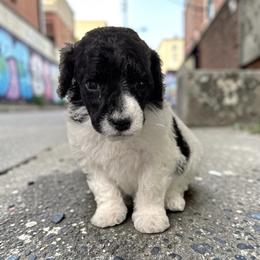 Mr. Wallen - Parti male Poodle puppy in Gainesville, Florida from Pet Inn Xxweetdoodles
