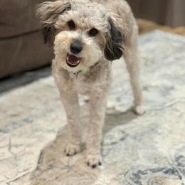 Aussiedoodle, Miniature Australian Shepherd, and Toy Australian Shepherd All Grown Up from Cotton Country Kennels