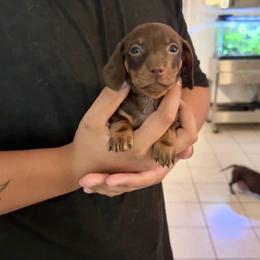 Zuko - Chocolate and tan male Dachshund puppy in Ceres, California from Rockin' M’s LilBitty Dachshunds (LBD)
