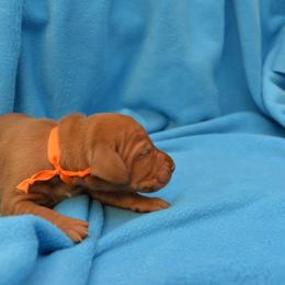 Vizsla Puppies from Summit Vizsla (we can deliver to you)