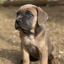 Girl 2 - Cane Corso puppy from Mastiff Mafia