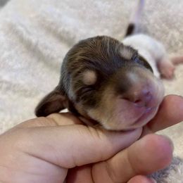 Stitch - Chocolate and cream male Dachshund puppy in Browns Valley, California from Hidden Oaks Dachshunds