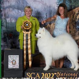 Samoyeds from Frostbourn Samoyeds