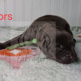 Buzz - Chocolate male Labrador Retriever puppy in Rogue River, Oregon from PNW Labradors