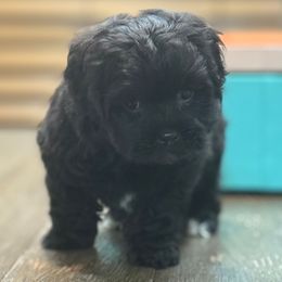 Sabbath - Black male Maltipoo puppy in Lebanon, Kentucky from Mosaic Merle Doodles
