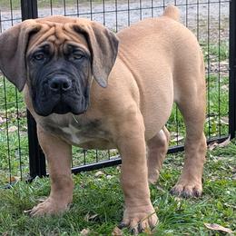 Navy blue collar male - Fawn male Boerboel puppy in Bon Aqua, Tennessee from Erickson Ranch Boerboels