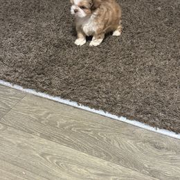 Poodle and Shih Tzu Puppies from Royalti Pups