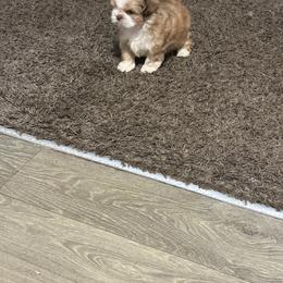 Poodle and Shih Tzu Puppies from Royalti Pups