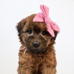 Assorted Doodle Crosses, Bernedoodle, Double Doodle, Goldendoodle, Labradoodle, and Whoodle Puppies from Our Little Farm Life Doodles