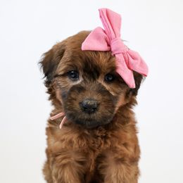Assorted Doodle Crosses, Bernedoodle, Double Doodle, Goldendoodle, Labradoodle, and Whoodle Puppies from Our Little Farm Life Doodles
