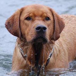 Labrador Retrievers from Elkens Labradors